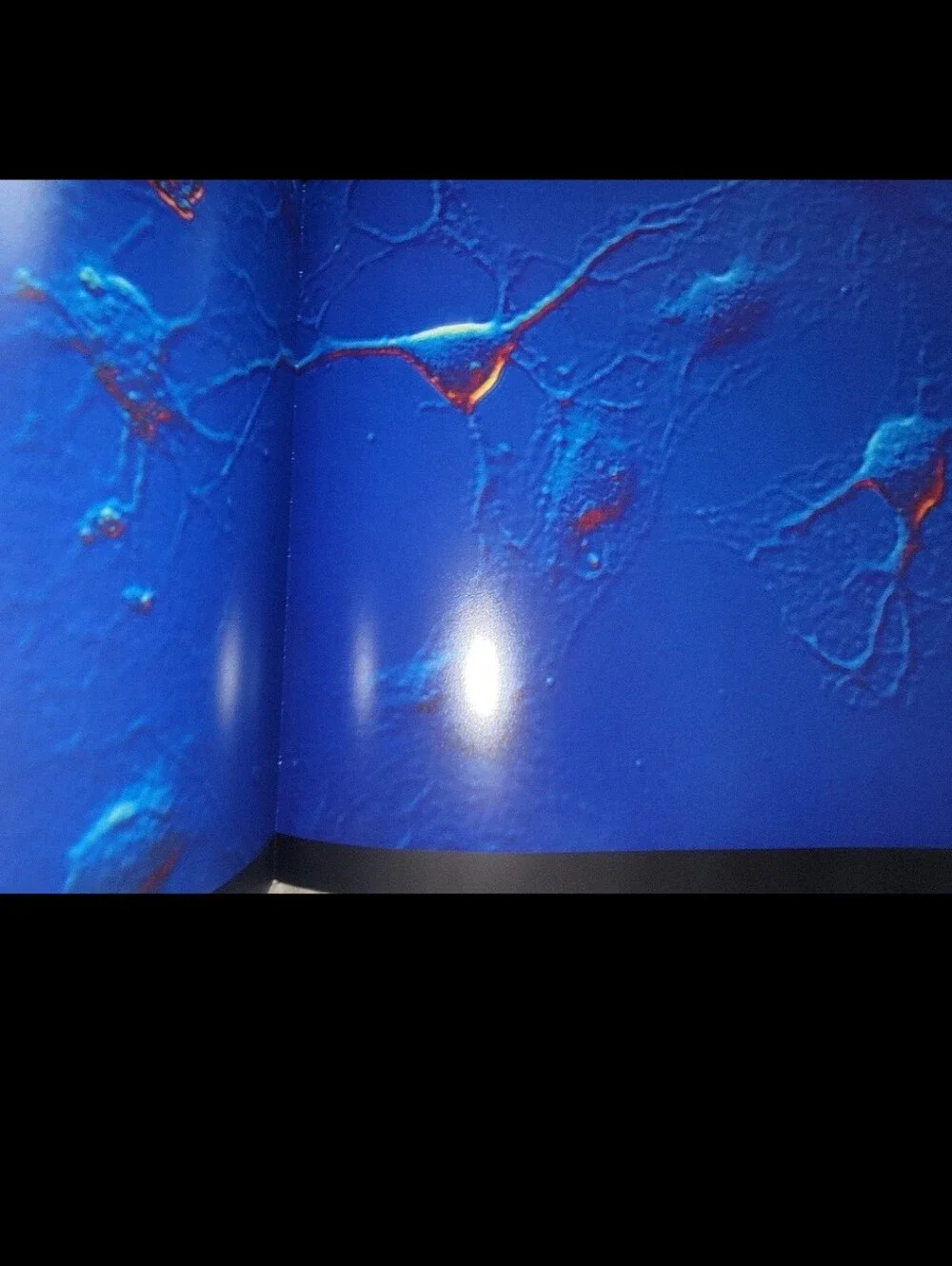 Life/Leben Lennart Nilsson Hardcover Picture Book Human Development Womb Anatomy